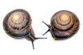 Caracolus sagemon Gran Piedra, Santiago de Cuba, Cuba lowland form, sinistral, adult